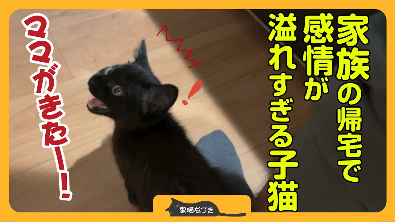 【おしゃべりすぎる子猫】家族が帰ってくると鳴き声が止まらなくなる子猫が可愛すぎる