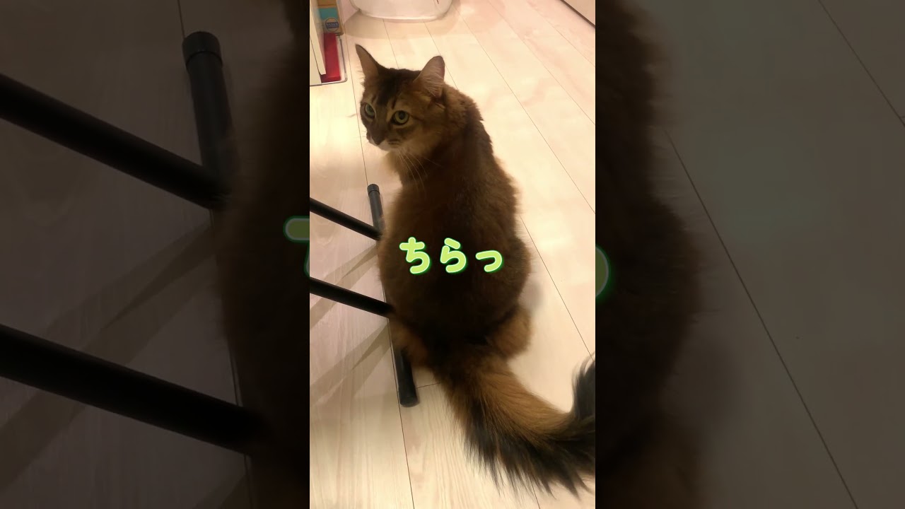 振り返って甘えてくる猫 #ロシアンブルー #ソマリ #shorts