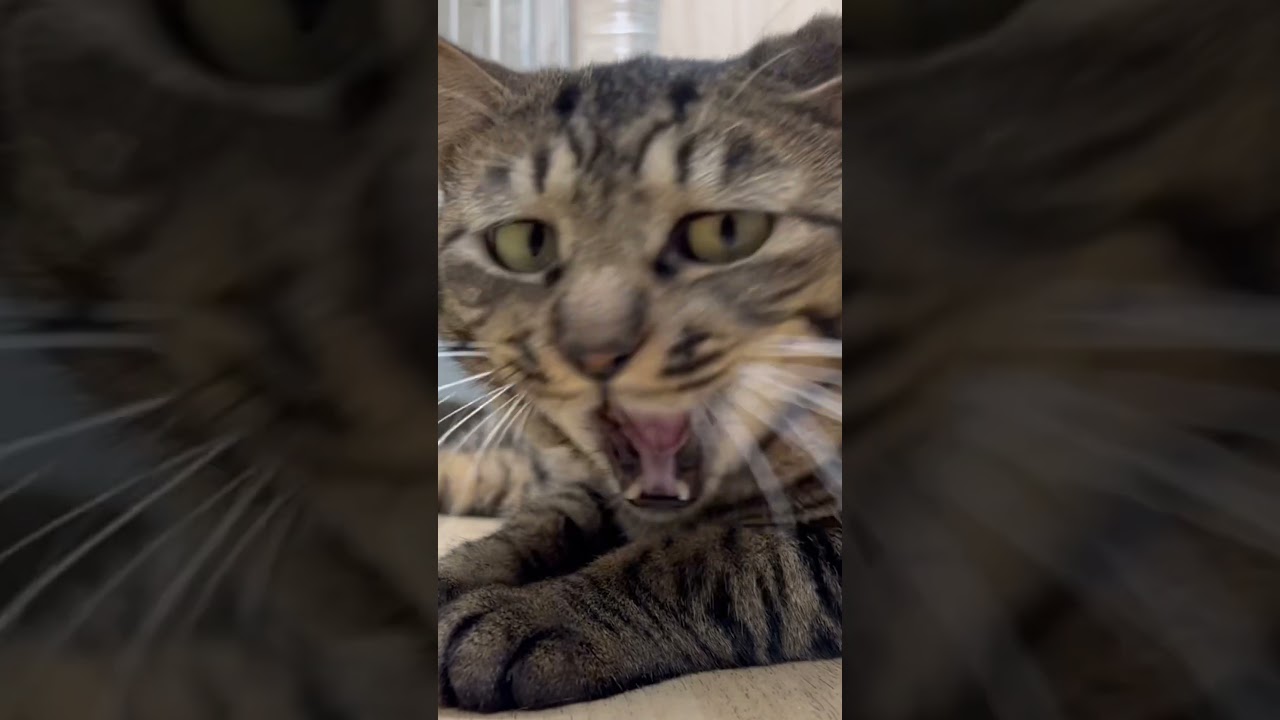 【里親さん募集中🫶】甘えんぼシャム子たむ【保護猫】