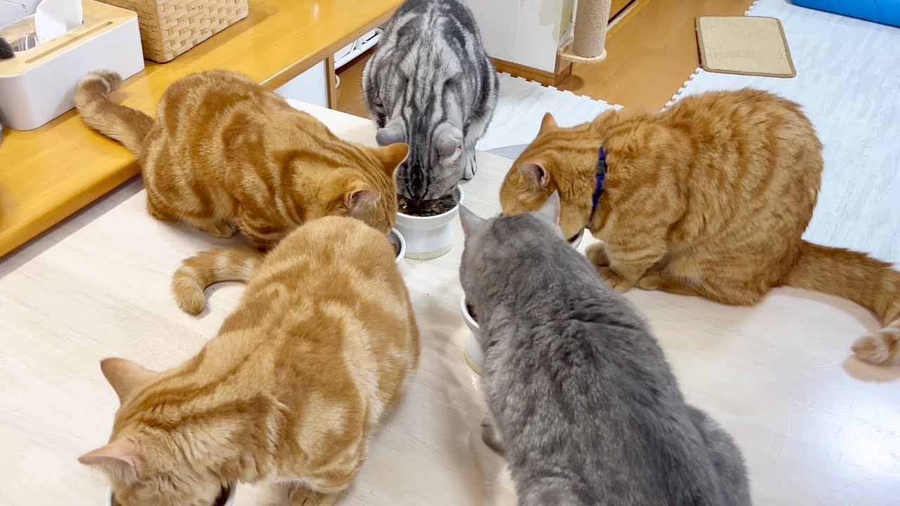 星型の陣形でごはんを食べる猫たち #猫 #マンチカン