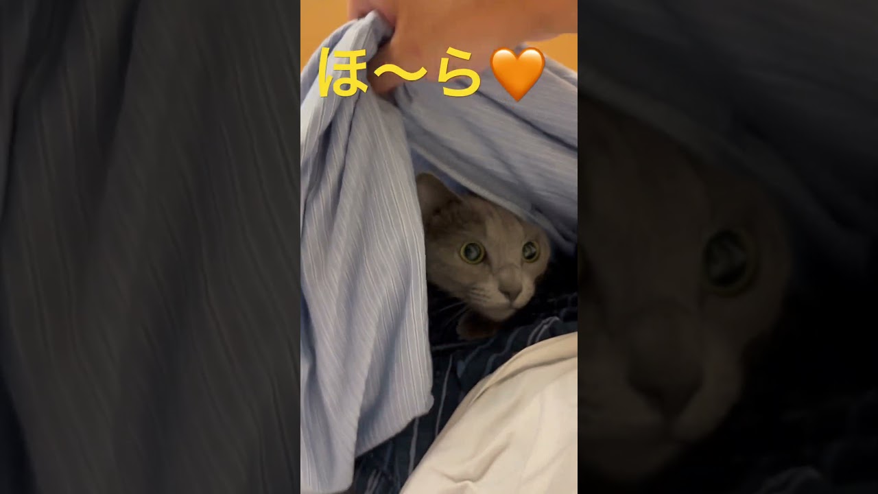 私達にとって大事な「そら」ちゃん💛（ロシアンブルー）#shorts