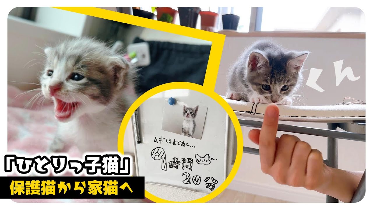 【保護猫から家猫へ】最後の最後行く直前にやらかしました★仕草と性格がたまらない子猫