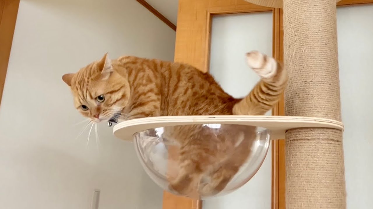 キャットツリーで息子と遊んでたら足元がおぼつかなくなった茶々パパ #猫 #マンチカン