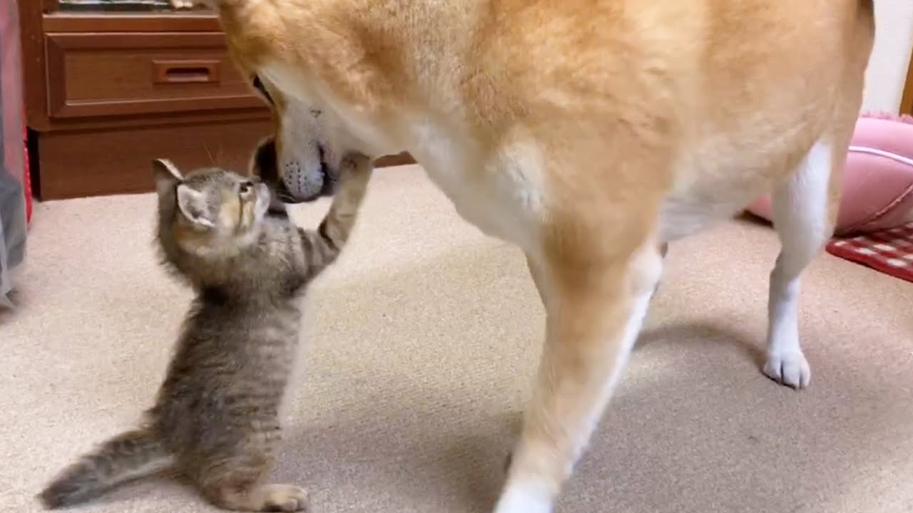 柴犬とご対面してもグイグイ突撃していた子猫が4歳になりました！【麦わら猫の誕生日】