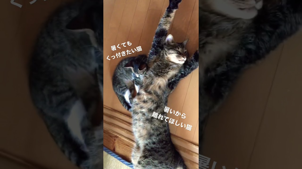 くっ付きたがる猫、暑がる猫
