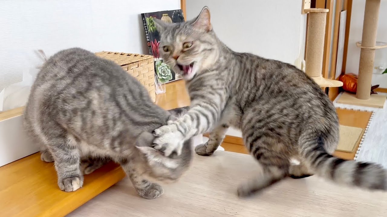 ぎんちゃんがポッポママのお尻の匂いを嗅いでしまった...！ #猫 #cats