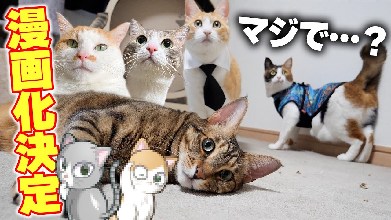 【重大発表】うちの猫たちが漫画になって連載されることになりました！！！！！！