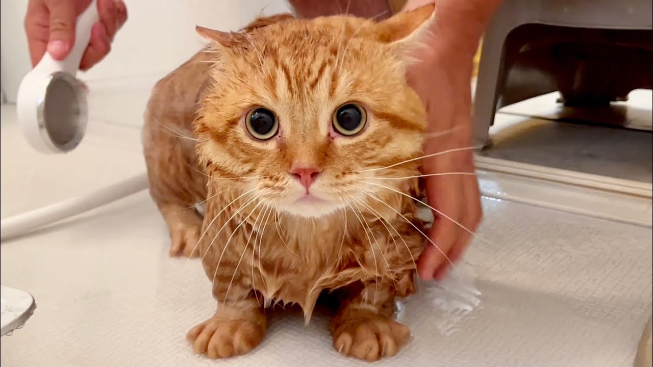 ぽちゃくんをお風呂にいれたら... #猫 #マンチカン