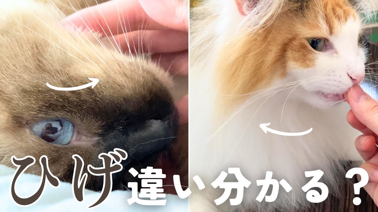【マニア向け】シャムミックスの保護猫と長毛北欧猫のひげ比べ【シャム猫/シャムミックス＆ノルウェージャンフォレストキャット】