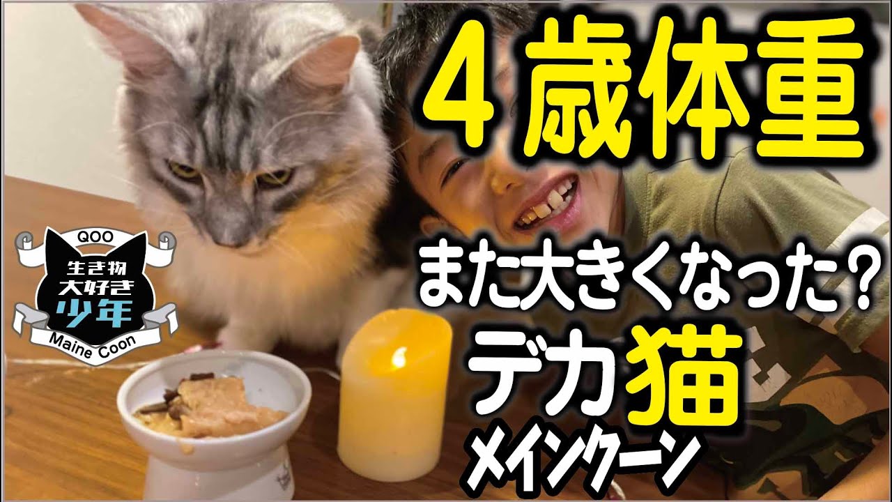 【メインクーン成長記録】4歳の誕生日に体重測定。10キロ超え？！また大きくなった？