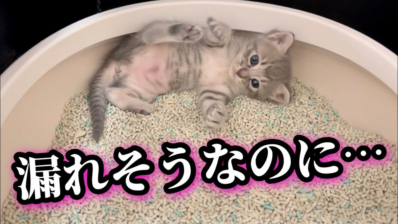 初めてのトイレに失敗した子猫がこうなりました。