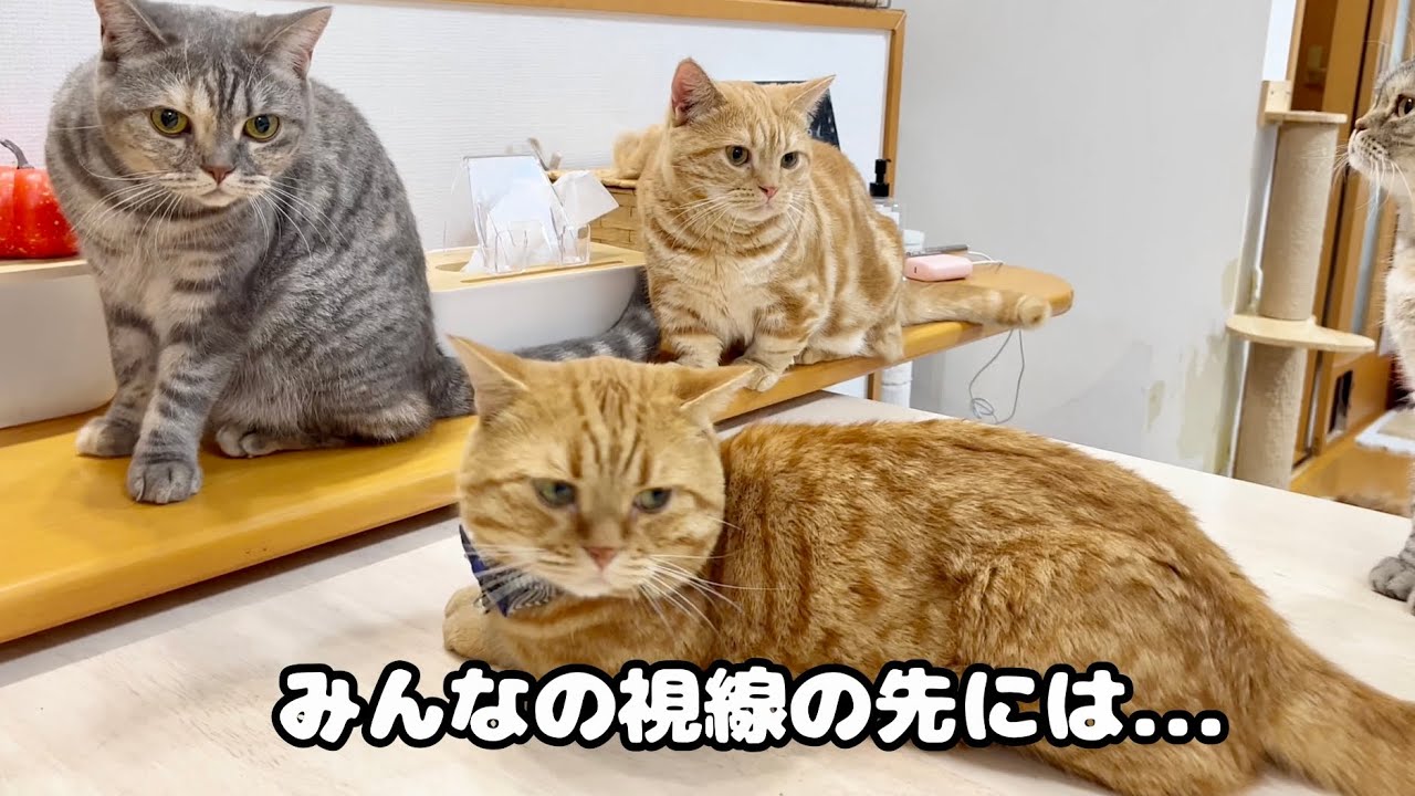 ごはんタイムにみんなが気になって仕方ないのはやっぱり... #猫 #マンチカン