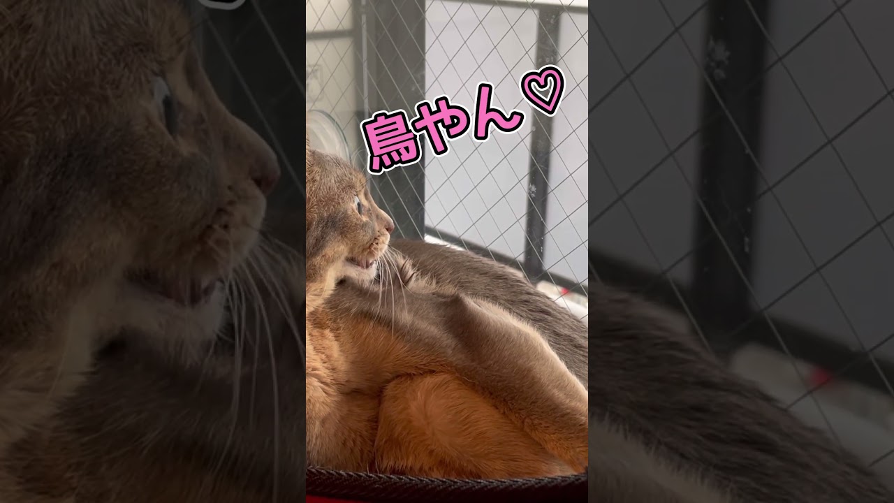 景色を見るのが大好きな猫 #shorts #猫 #アビシニアン