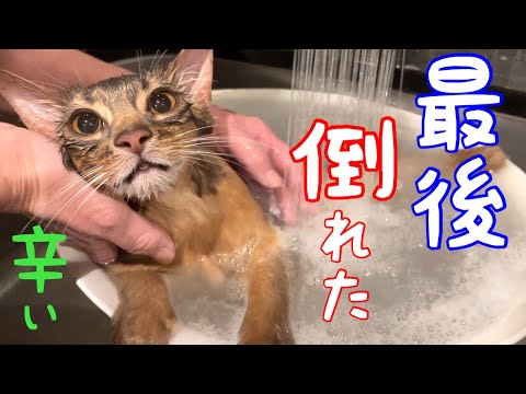 母辛い…倒れる程の猫の全身洗いとは❗️【ソマリ】
