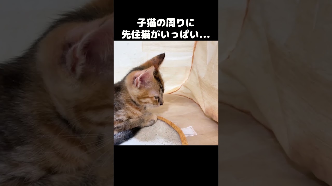 子猫が気になって絡みに行っちゃう先住猫たち　#shorts