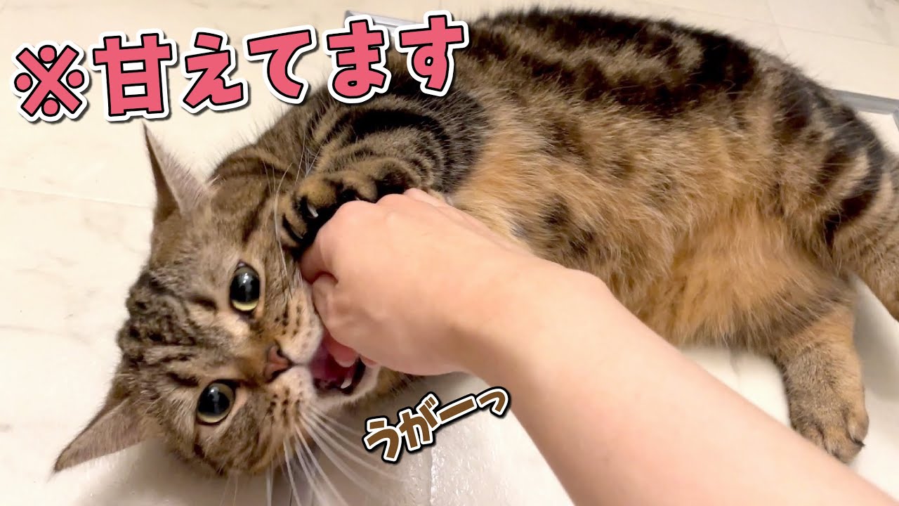 お風呂から出ると甘えん坊怪獣が出待ちしています！