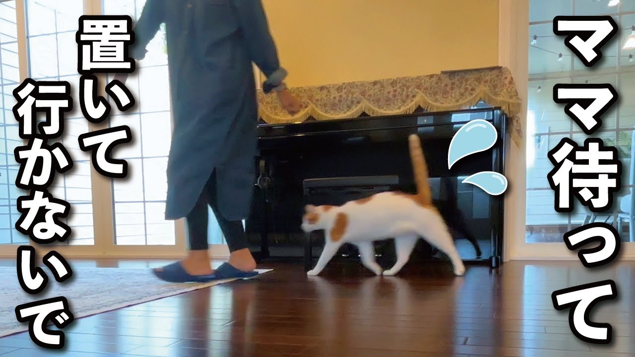 【甘えんぼ猫】ストーカー猫が朝からママにベッタリで困ってます…