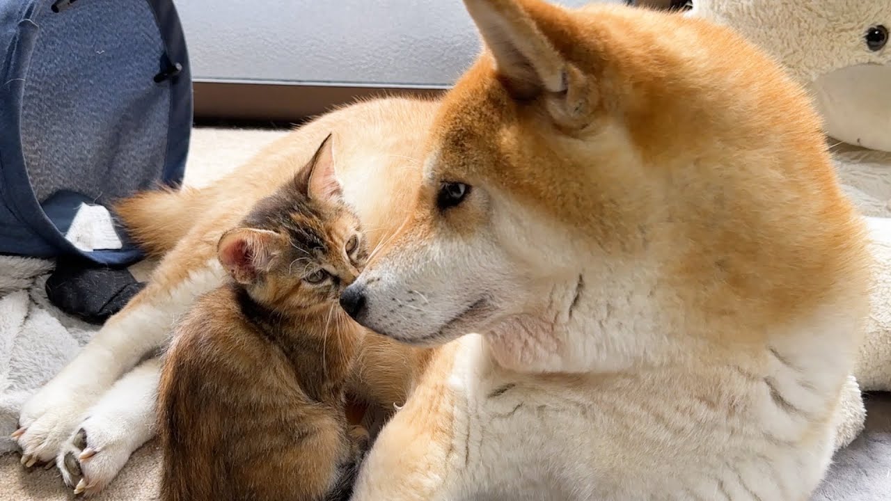 甘える子猫をおおらかに受け入れる柴犬が本当のお母さんのようです…