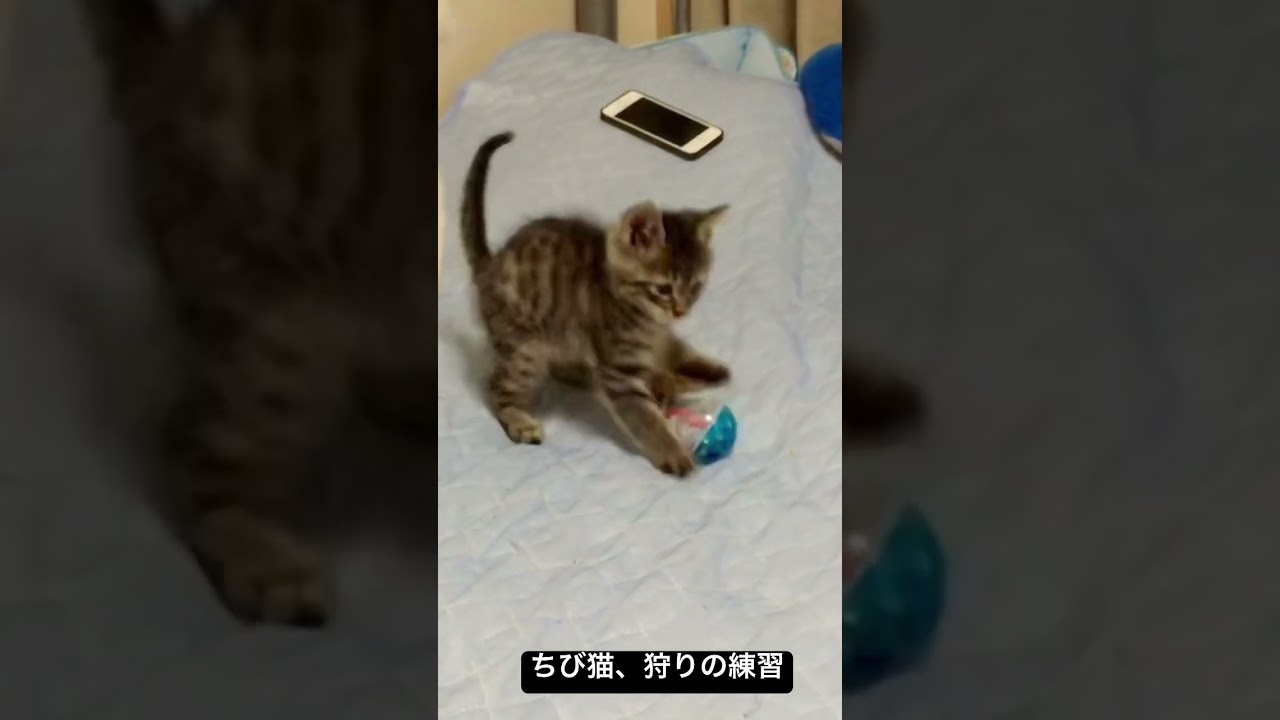 ちび猫の狩りの練習と見守る母さん（2015年） #cat #猫 #ねこ #保護猫 #kitten #子猫 #こねこ #animal #cute #babycat #shorts