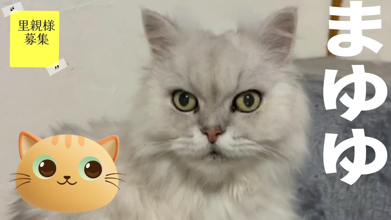 【里親募集】穏やかな性格♡まゆゆ　猫　ペルシャ