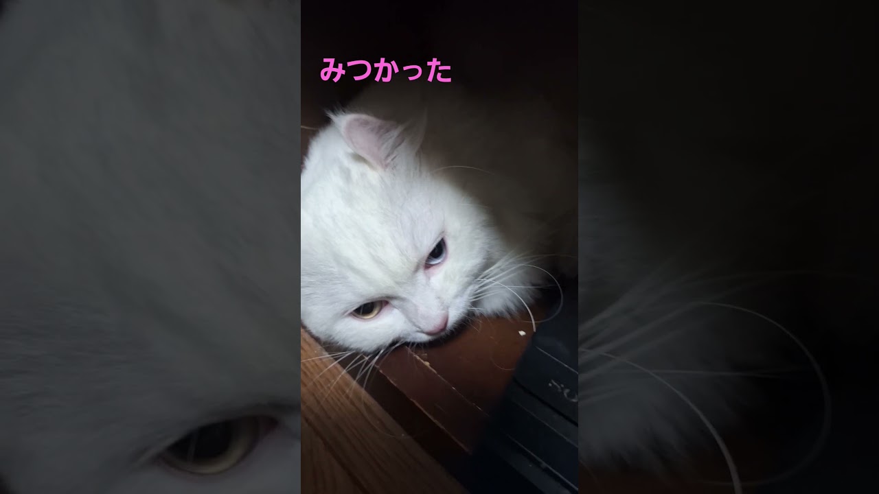 【オッドアイ幸せを呼ぶ猫】すき間から大きなあくびをするラビちゃん#猫#cat#白猫#キンカロー#shorts