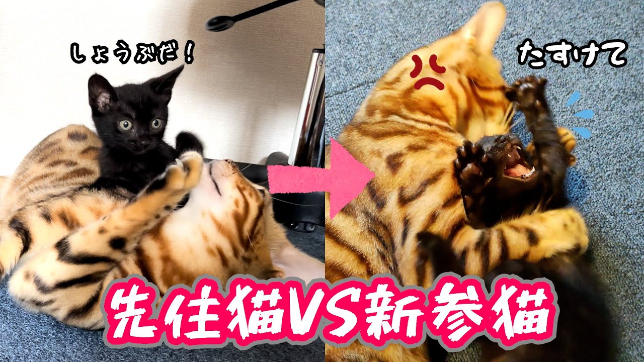 【最後におまけあり】一緒に遊べるようになってからプロレスが止まらない先住猫りんちゃんと新参猫ぽんず【黒猫】