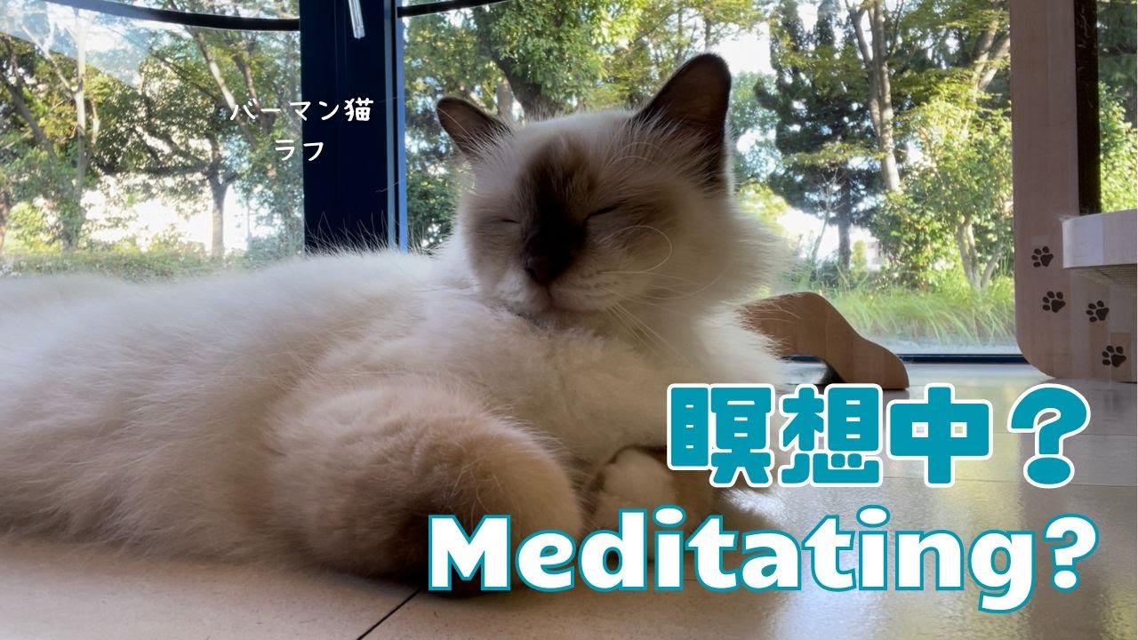バーマン猫ラフ【瞑想中？】Meditating?（バーマン猫）Birman/Cat