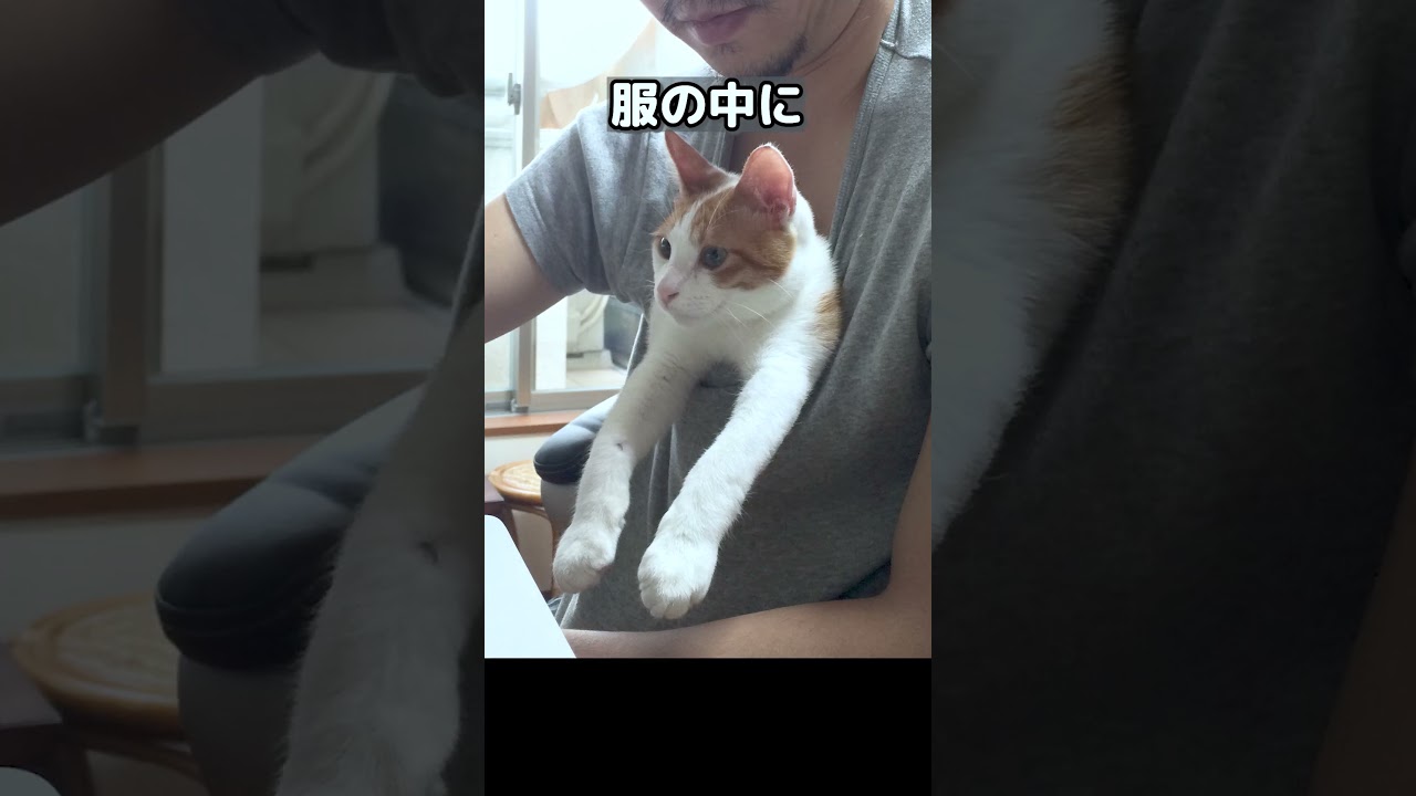 ゴミ捨て場で鳴いていた猫を保護した結果【甘えんぼ猫】#shorts #ねこ #師匠