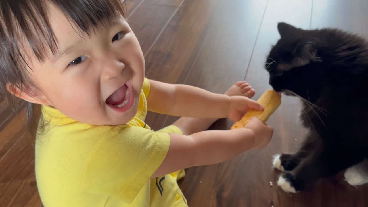 一歳児から差し出されたパンを遠慮なくかじりまくる猫　ラガマフィン　Cat eating bread offered by a one-year-old child
