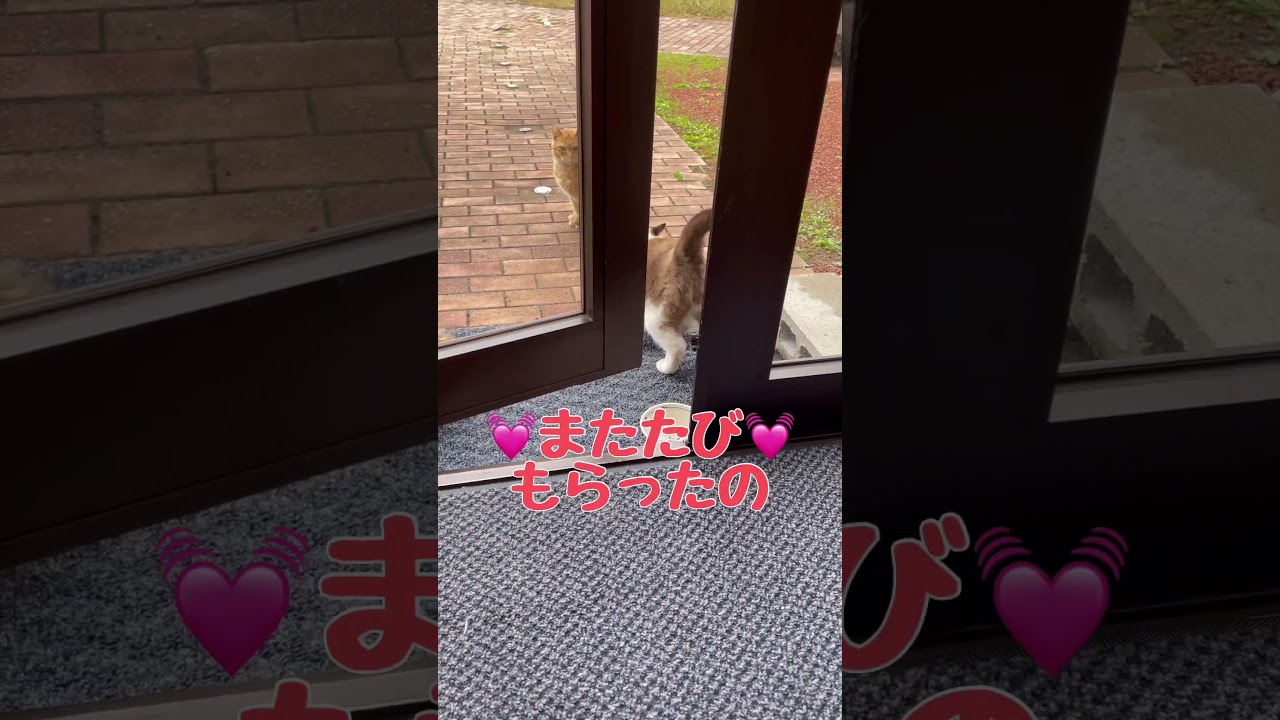 ［ゲスト出演］初登場❣️地域猫❗️シャム田にゃん✨茶トラ君🐈みーちゃん💓またたびもらったの💖