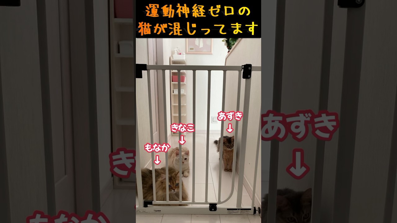 【多頭飼い】運動神経ゼロの猫が混じっていますw