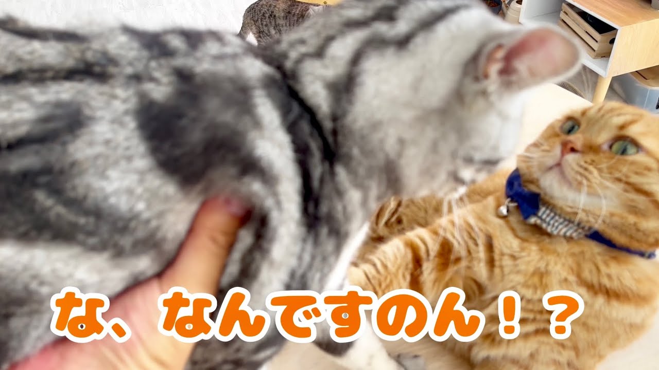 びっくりする猫 #マンチカン #ねこもふ生活