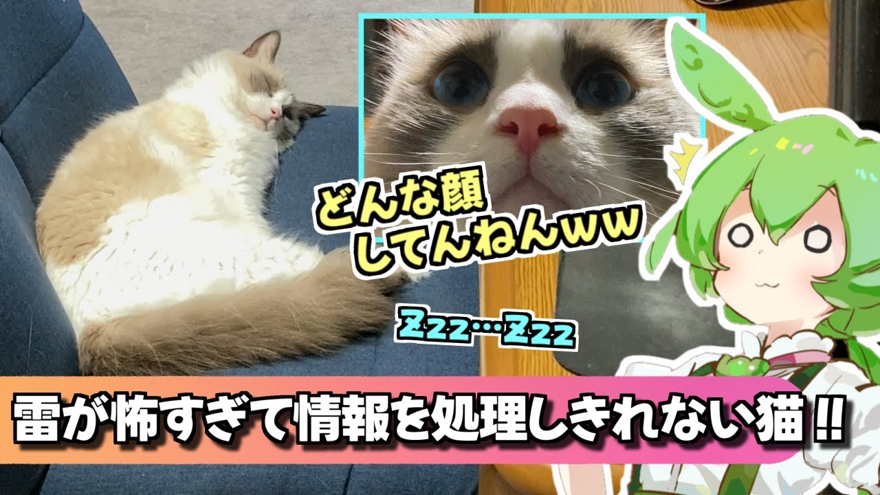 爆睡中にゲリラ豪雨でパニックになったラグドール（ずんだもん）【猫のナレーション】