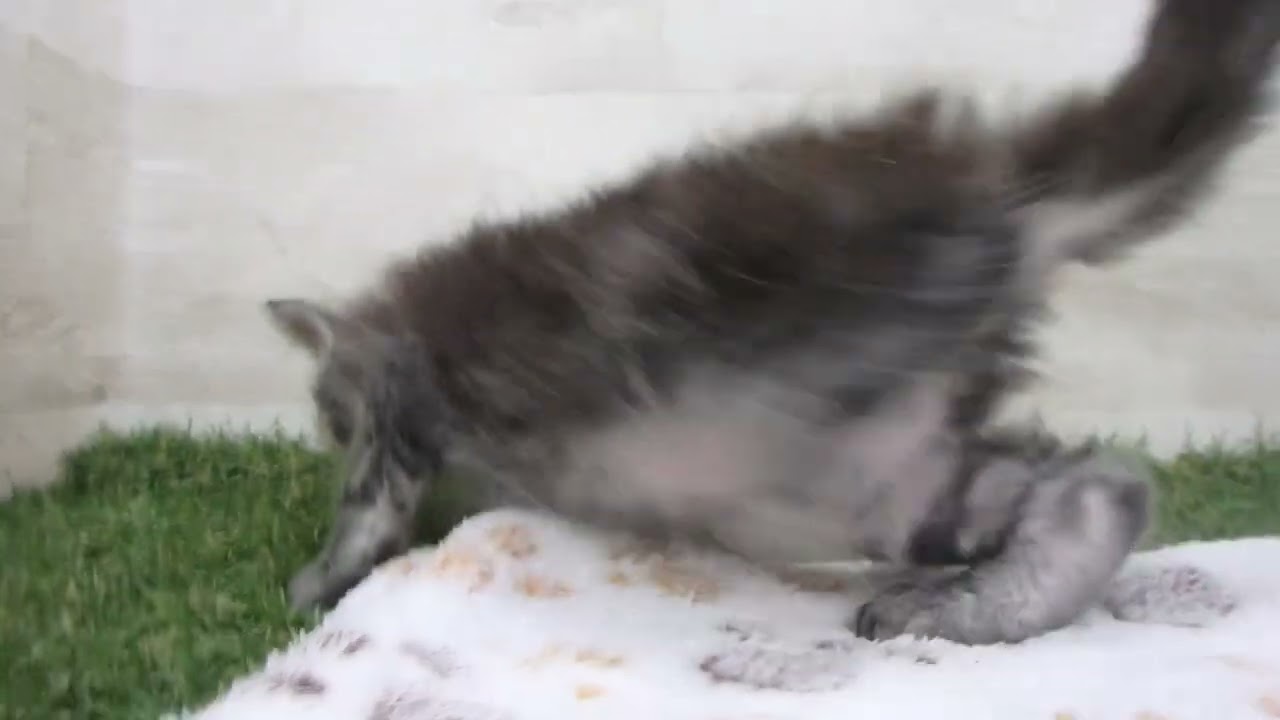 Coo&RIKU　No00653962 セルカークレックス