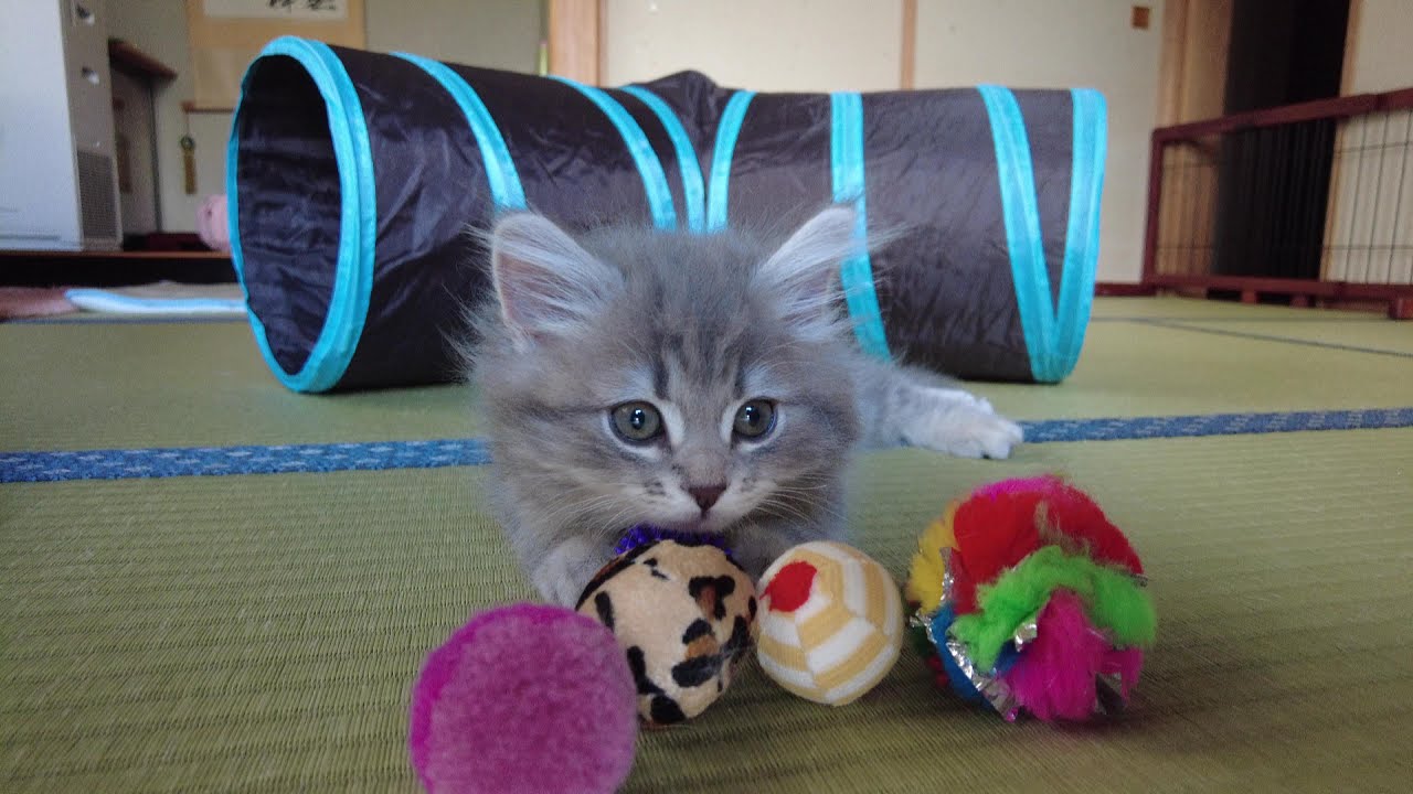 サイベリアンとバーマン　仲良し女子