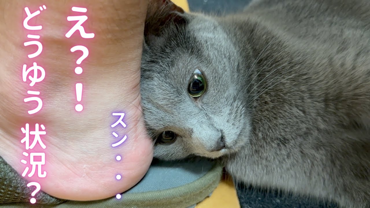 パパの足に頭を突き刺す猫（ロシアンブルー）