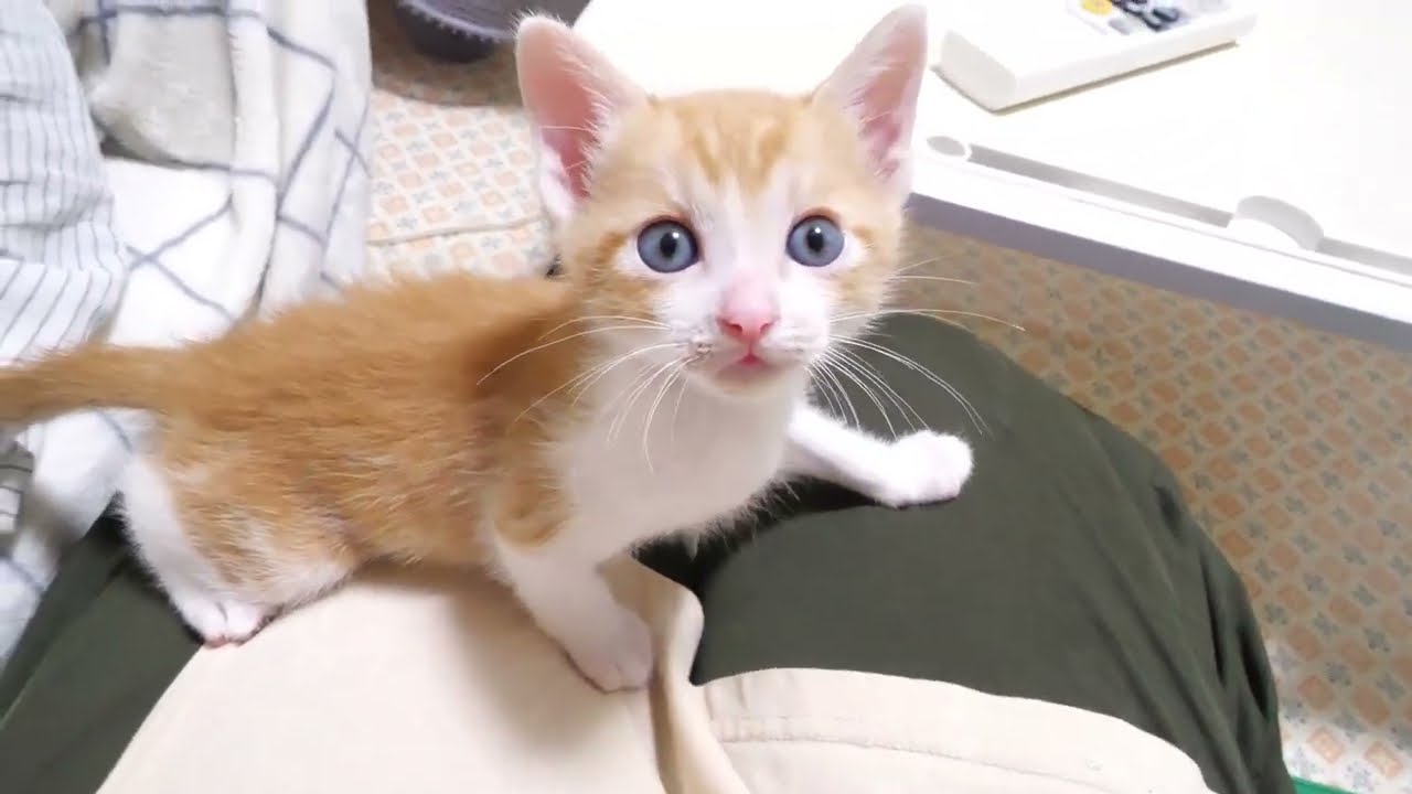 甘えん坊の子猫がママのお膝にちょっこり【赤ちゃん猫　保護猫】