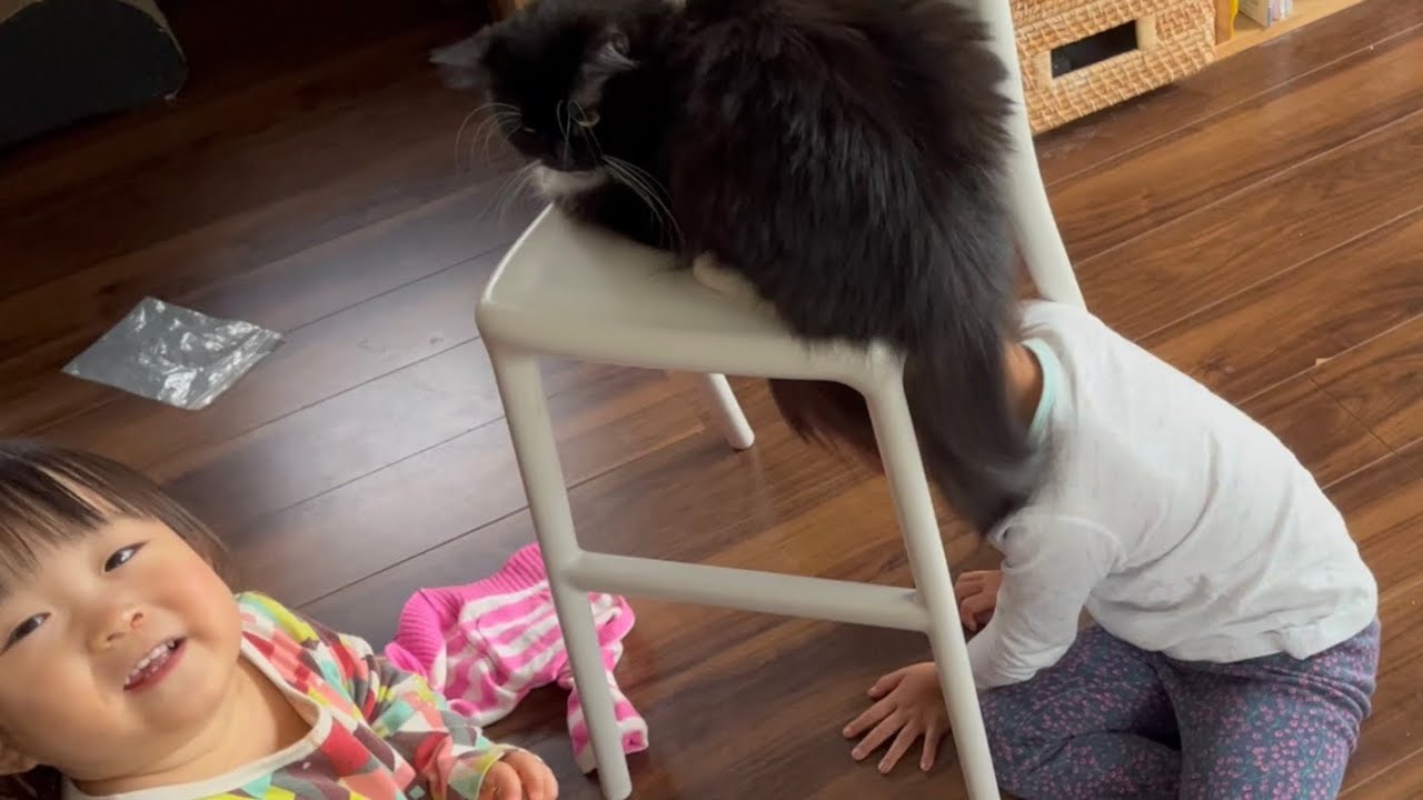 幼児二人相手はキツいと飼い主に助けを求める猫　ラガマフィン　Cat asking for help from owner