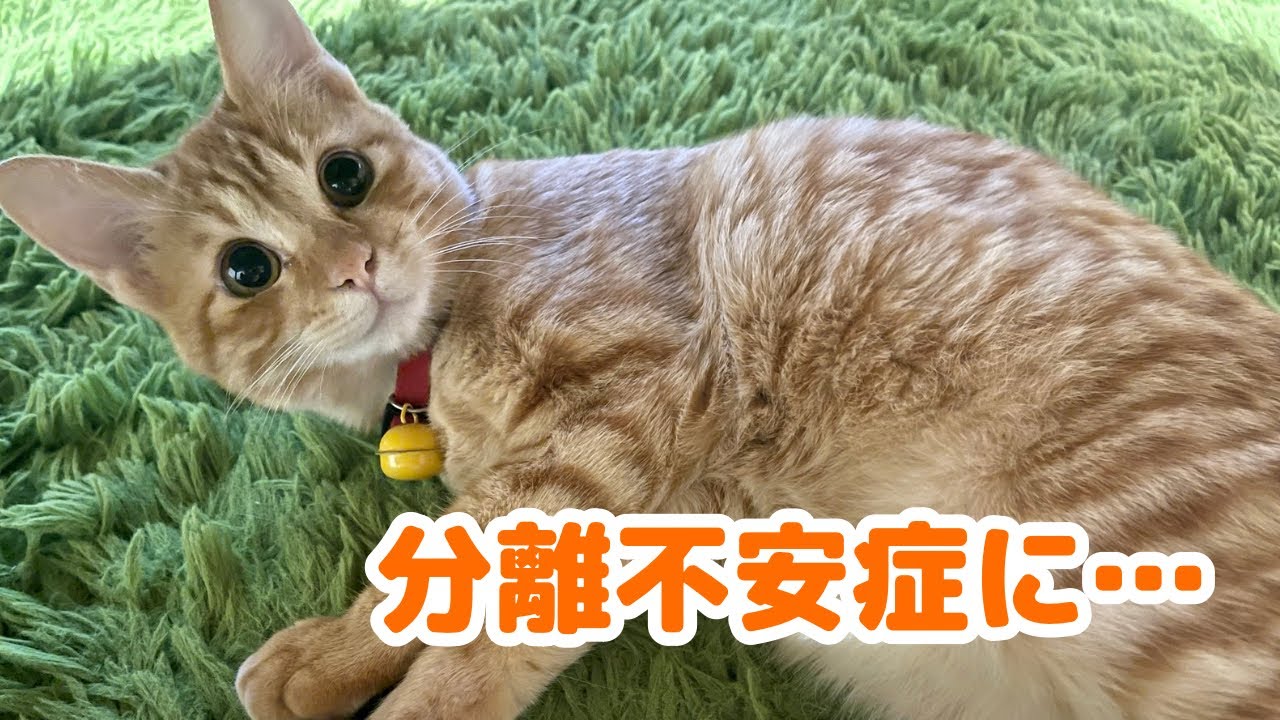 茶トラの子猫が分離不安症になったかもしれません…