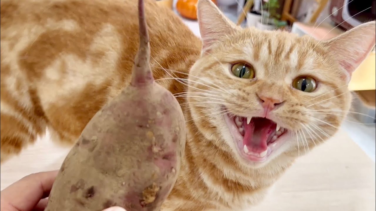 はじめて見たさつまいもに大興奮のちゃーぼーがかわいすぎる！ #猫 #マンチカン #猫の鳴き声