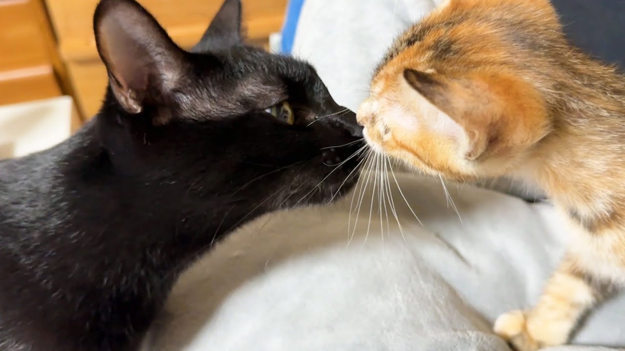 先住猫がいつもいるお部屋で子猫と仲良くなるために一緒の時間を過ごしてみました！