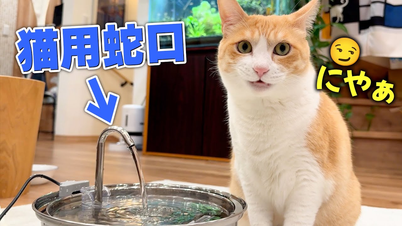 蛇口が大好きな猫のために猫用の蛇口を買ったら変な顔になっちゃいました