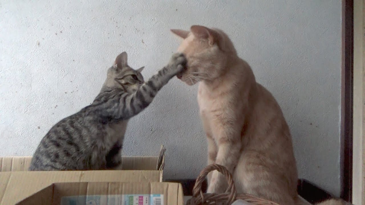子猫に何をされても絶対に怒らない猫・・