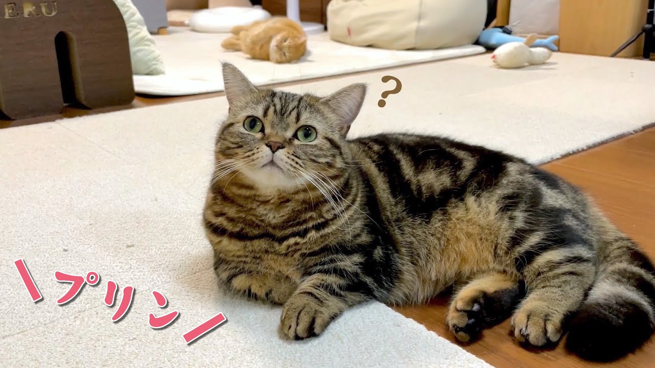 メル越しにプリンを呼んでみた反応が最高に可愛すぎた…