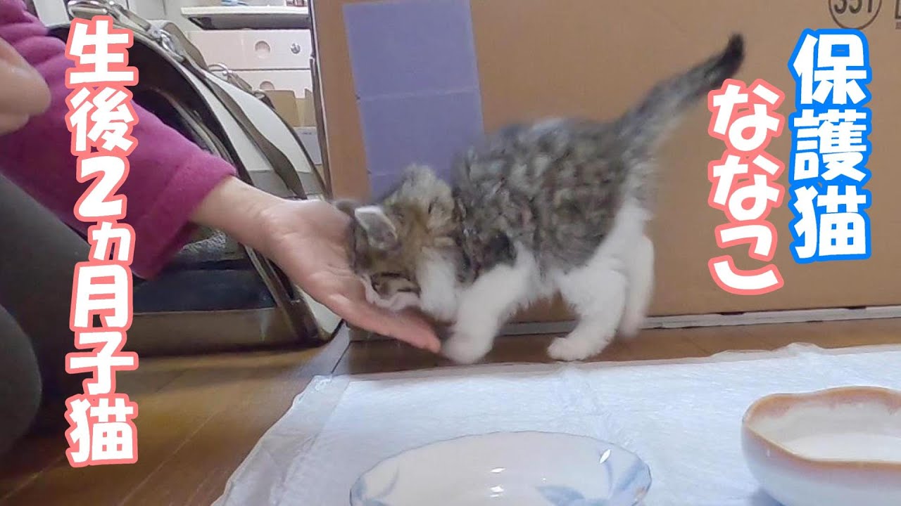 生後2か月弱の子猫を拾った当初が懐かしい動画がこちらです【保護猫／ダックス】