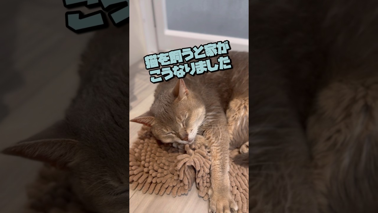 猫を飼うと家がこうなりました