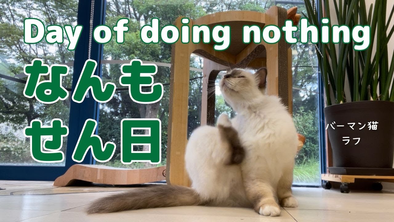 バーマン猫ラフとウリとミカ【なんもせん日】Day of doing nothing（バーマン猫）Birman/Cat