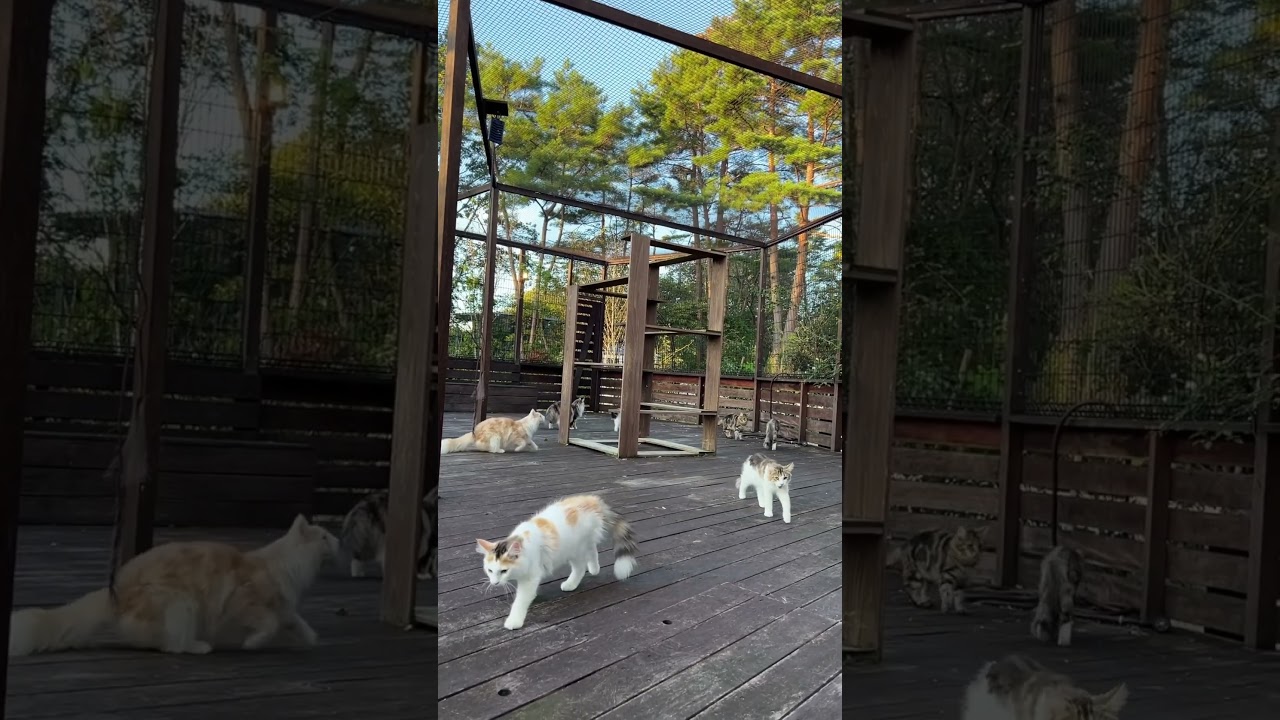 #ノルウェージャンフォレストキャット #猫カフェ #子猫