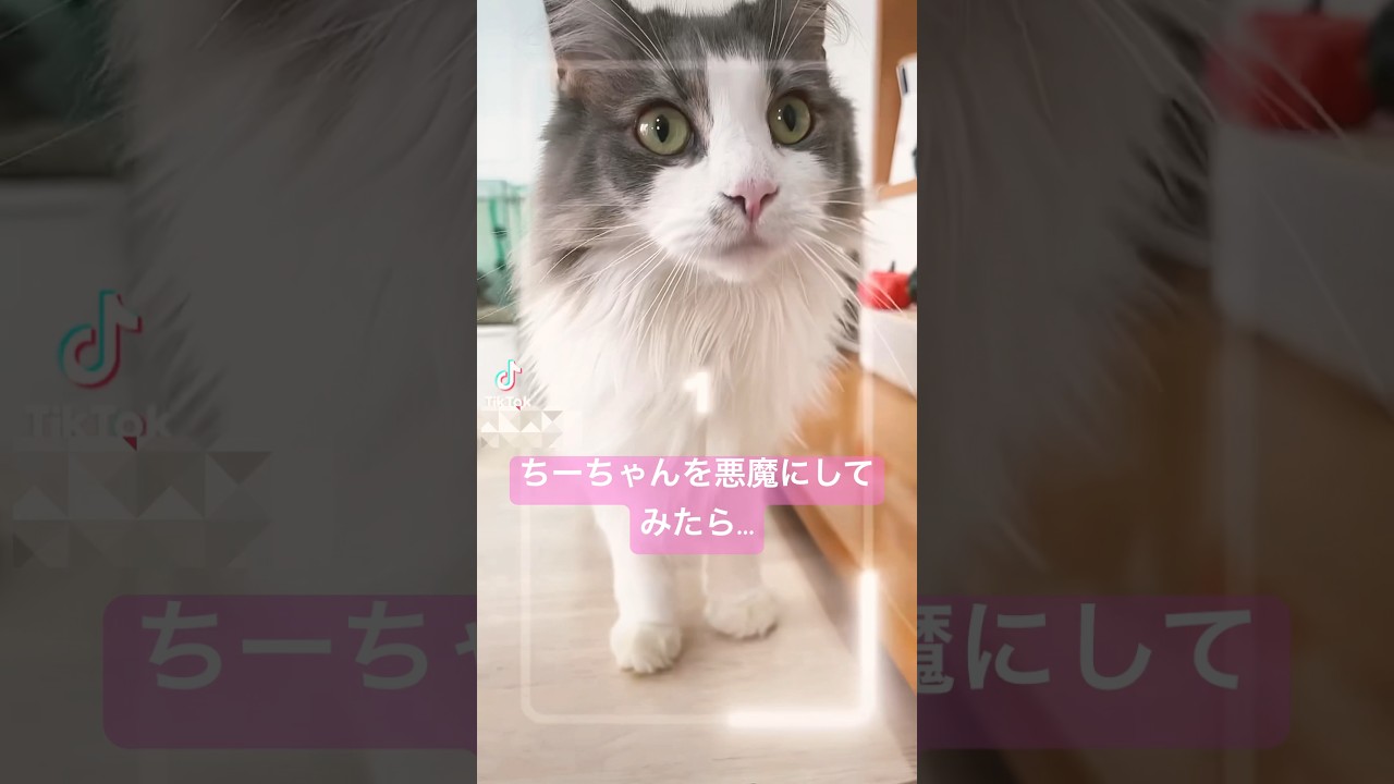 ちーちゃんを悪魔にしてみたらまさかの... #猫 #サイベリアン #shorts