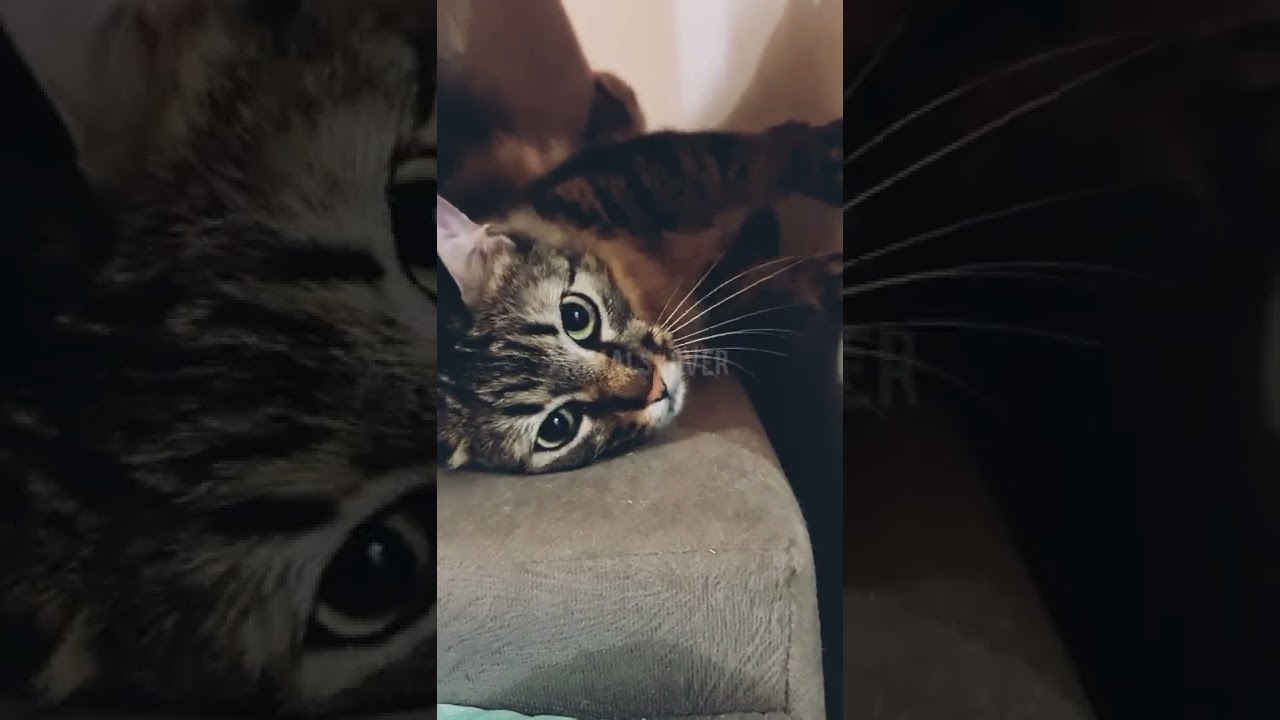 A BROWN CAT CRAWLING ON THE COUCH 😅😅😅#animals #youtubeshorts #ytshorts #shortsvideo #short #shorts
